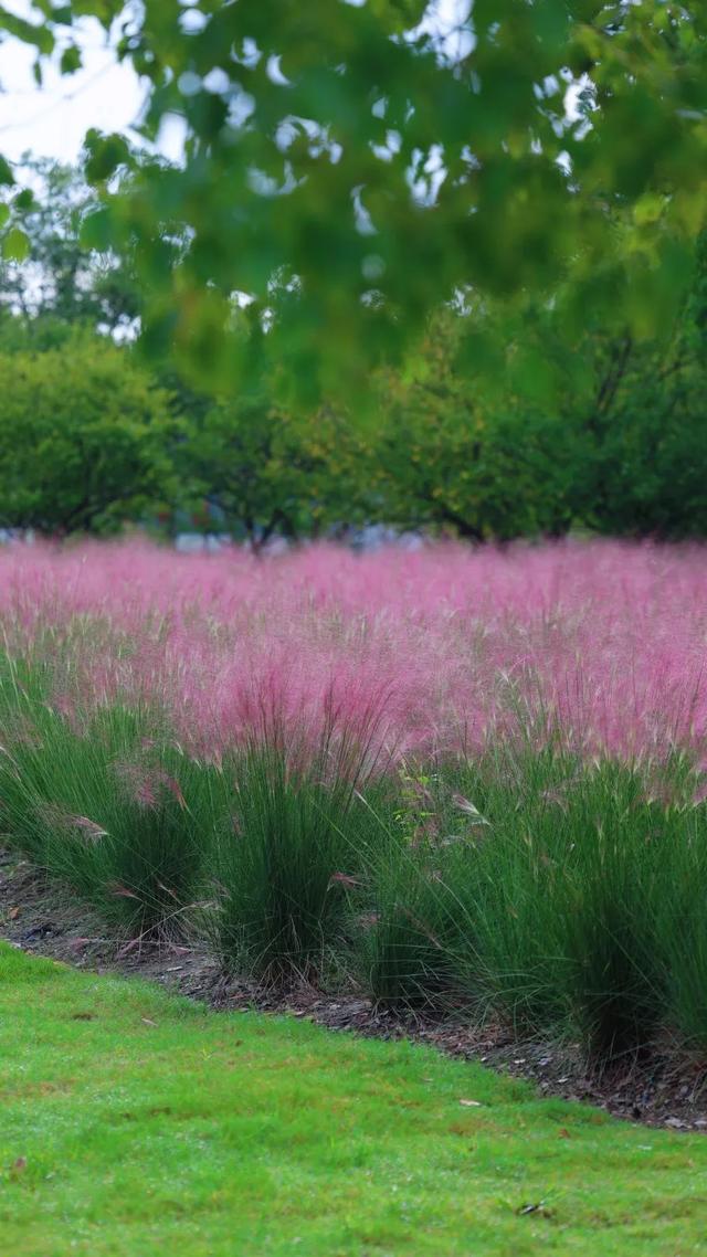 “粉色浪漫”已上线申城！粉黛乱子草这些地方可打卡→