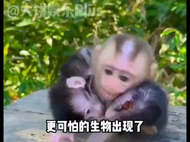 比峨眉山猴子很可怕的动物出现了！膏药候！