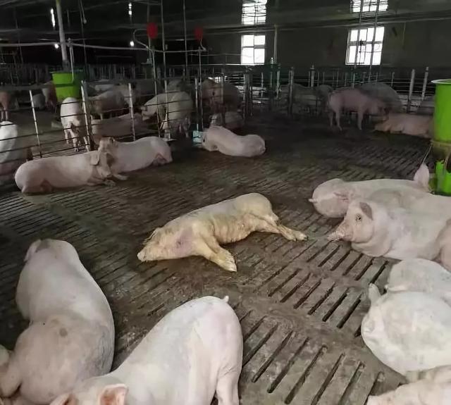 高速路上现“奇闻”！12名消防员给生猪“洗澡”是为何？