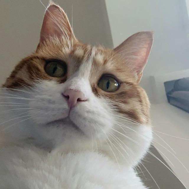 橘猫又胖又憨？这可能都怪橘猫里公猫更多
