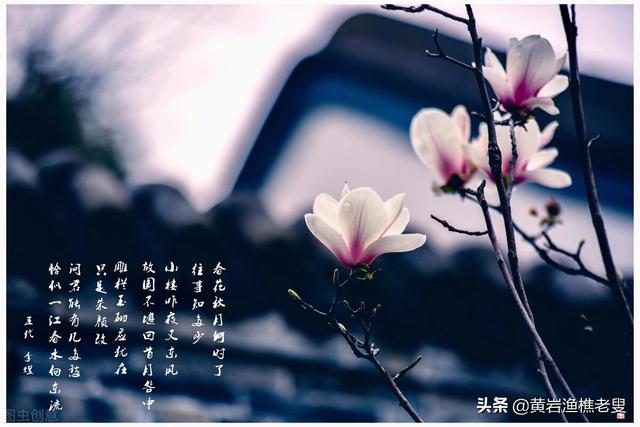 粤语老歌改编日曲并不丢脸