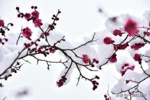 血红雪白(血红雪白的恋歌)