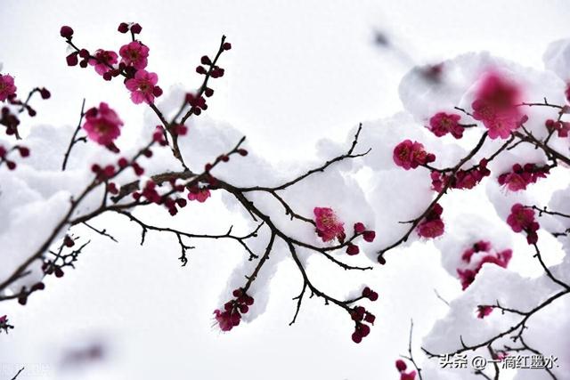 血红雪白的恋歌