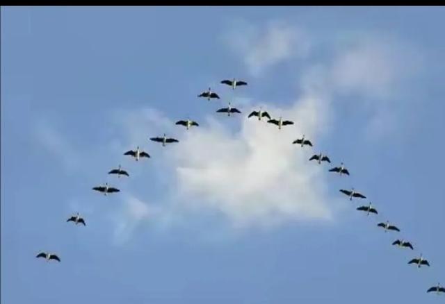 大雁南飞的影响力有多大