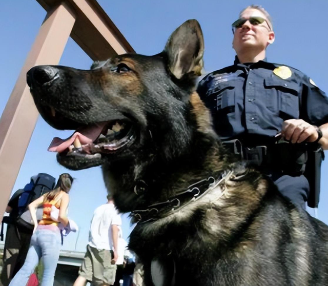 1998年美国温顺杂交犬深夜将女主人折磨致死，调查后原因令人心酸