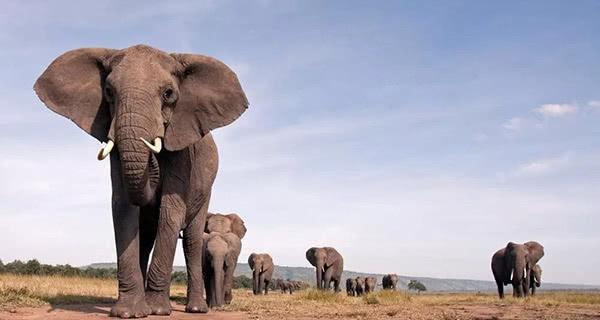 他进入保护区偷猎犀牛，先被大象踩死，又被狮群吃掉……