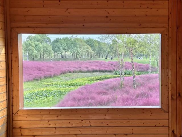 “粉色浪漫”已上线申城！粉黛乱子草这些地方可打卡→
