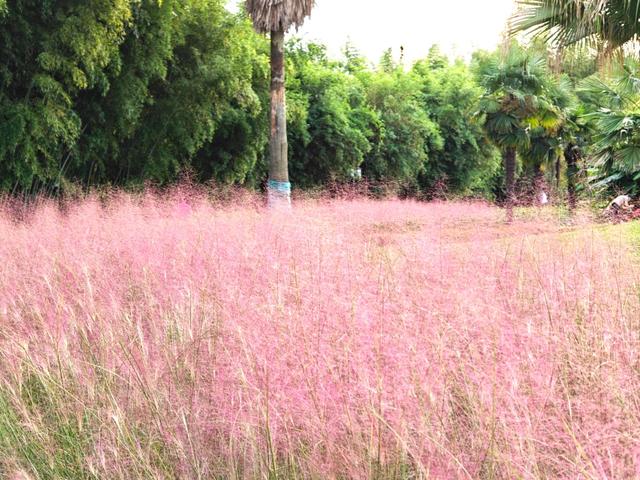 “粉色浪漫”已上线申城！粉黛乱子草这些地方可打卡→