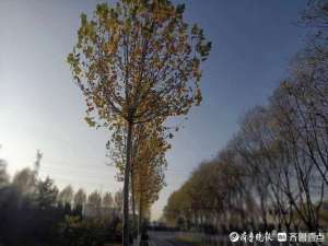 徐长江(徐长江：霜叶)