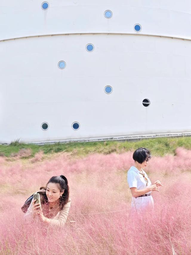 “粉色浪漫”已上线申城！粉黛乱子草这些地方可打卡→
