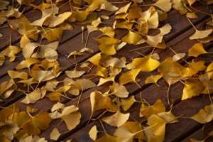 细细的红线(每日一篇短篇故事——银杏叶)