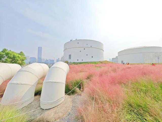 “粉色浪漫”已上线申城！粉黛乱子草这些地方可打卡→