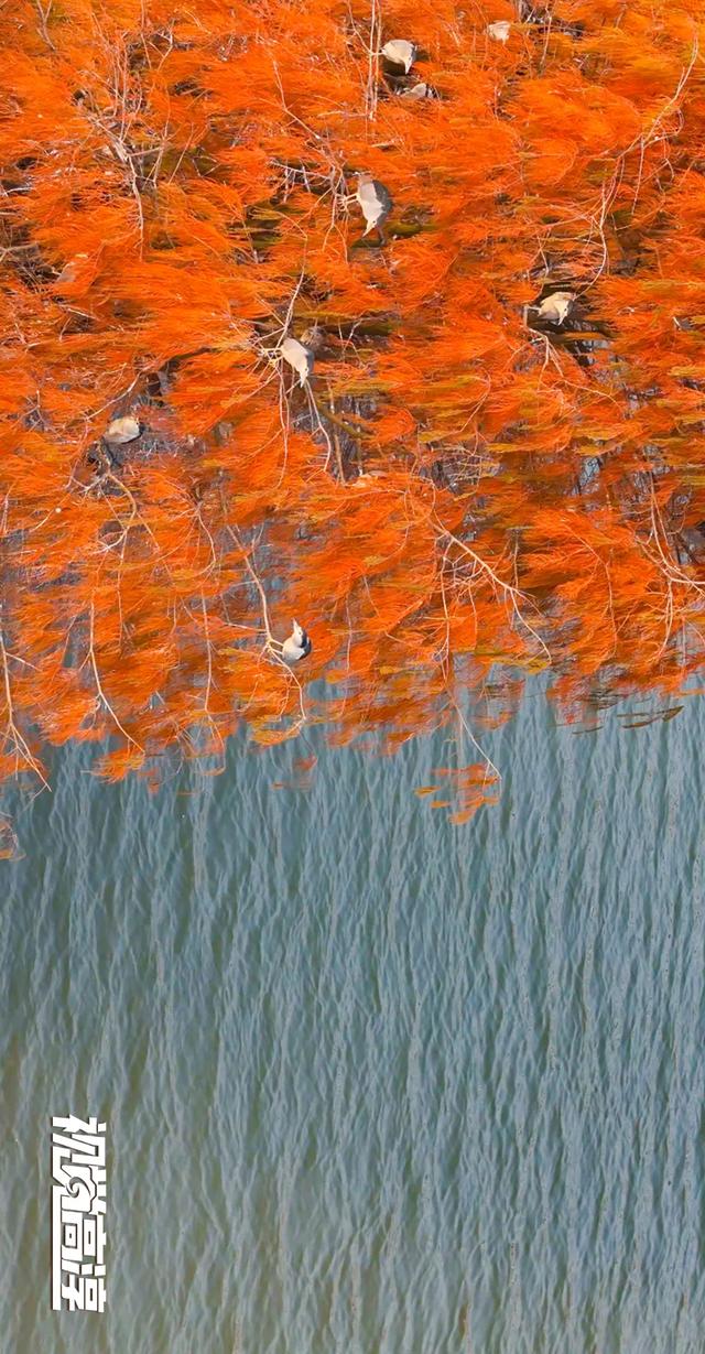 【视觉高淳】杉杉来了~