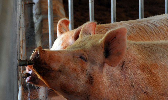 高速路上现“奇闻”！12名消防员给生猪“洗澡”是为何？