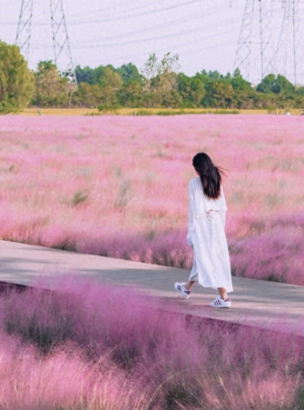 “粉色浪漫”已上线申城！粉黛乱子草这些地方可打卡→