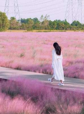 粉黛草(“粉色浪漫”已上线申城粉黛乱子草这些地方可打卡→)