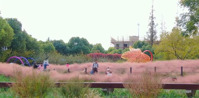 “粉色浪漫”已上线申城！粉黛乱子草这些地方可打卡→