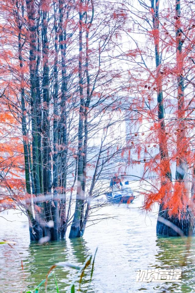 【视觉高淳】杉杉来了~