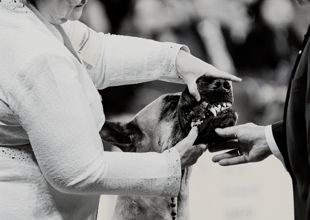 1998年美国温顺杂交犬深夜将女主人折磨致死，调查后原因令人心酸