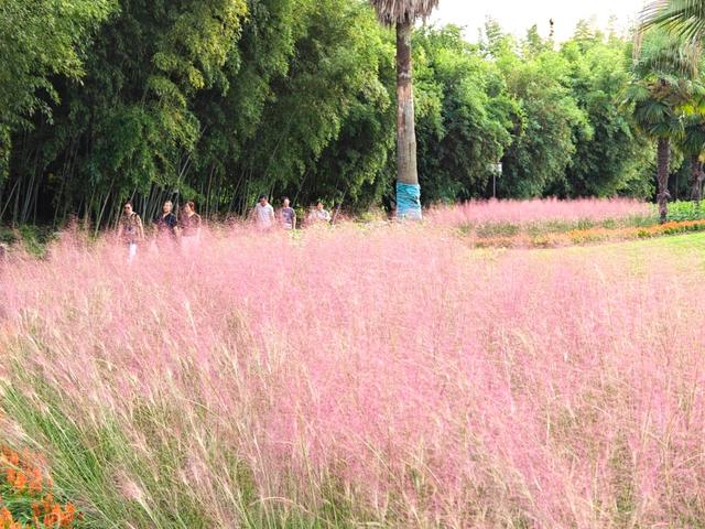 “粉色浪漫”已上线申城！粉黛乱子草这些地方可打卡→