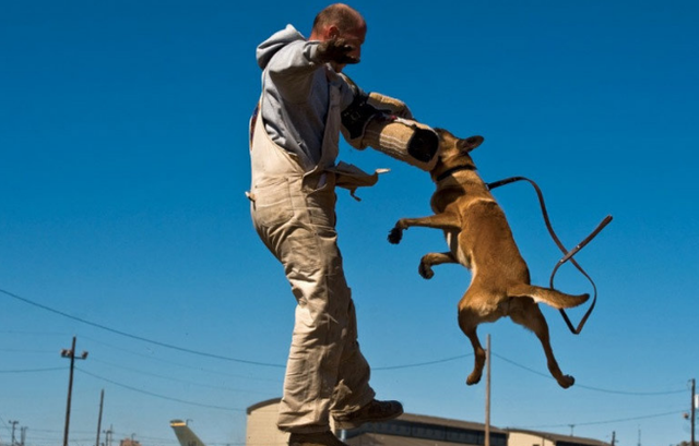 1998年美国温顺杂交犬深夜将女主人折磨致死，调查后原因令人心酸