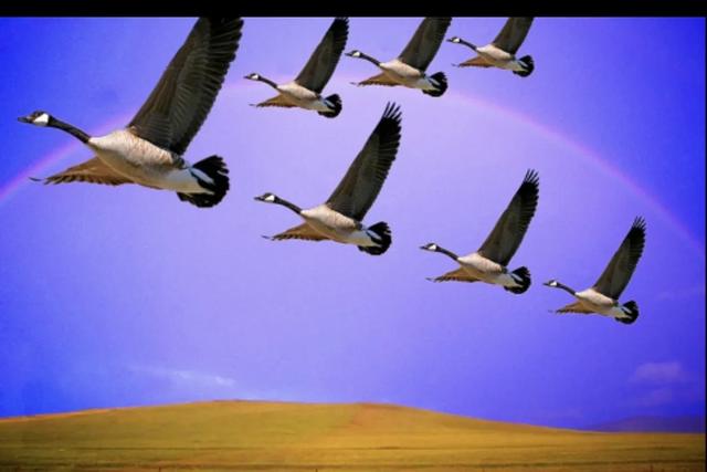 大雁南飞的影响力有多大