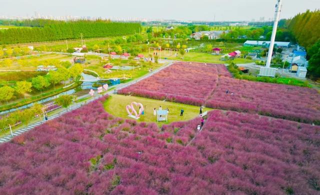 “粉色浪漫”已上线申城！粉黛乱子草这些地方可打卡→