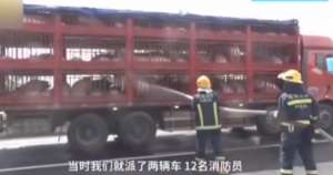 猪洗澡的照片(高速路上现“奇闻”12名消防员给生猪“洗澡”是为何?)