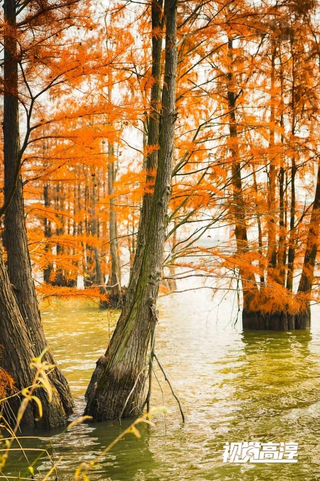 【视觉高淳】杉杉来了~