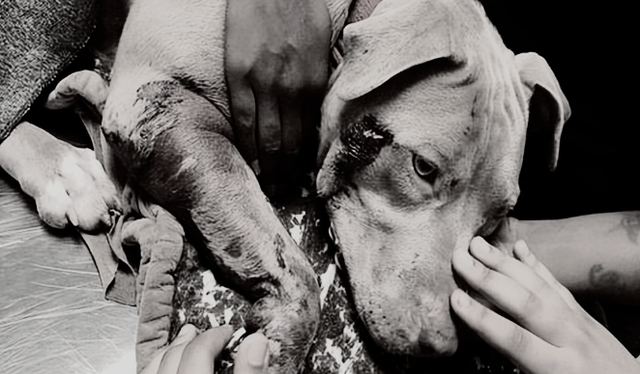 1998年美国温顺杂交犬深夜将女主人折磨致死，调查后原因令人心酸