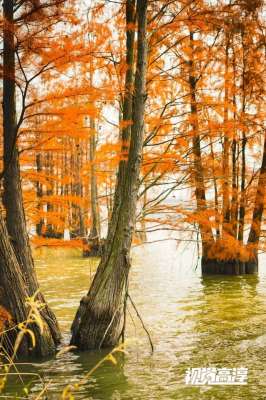 珊珊来了(【视觉高淳】杉杉来了~)