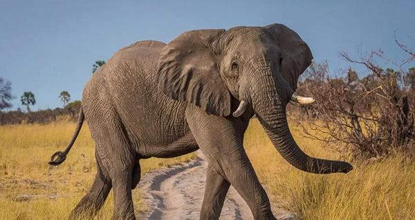 他进入保护区偷猎犀牛，先被大象踩死，又被狮群吃掉……