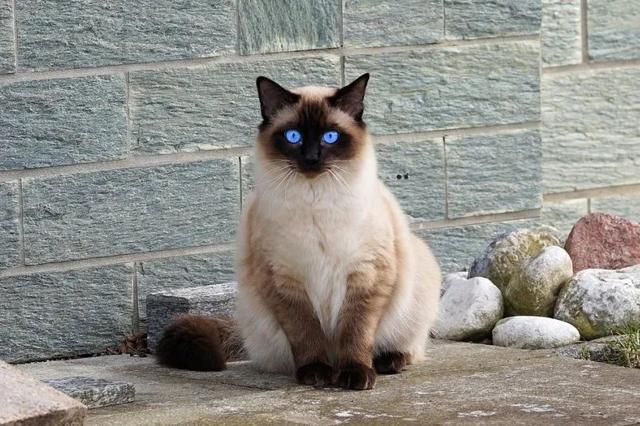 橘猫又胖又憨？这可能都怪橘猫里公猫更多