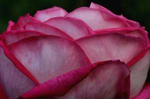 盛开的玫瑰(盛开的粉玫瑰)