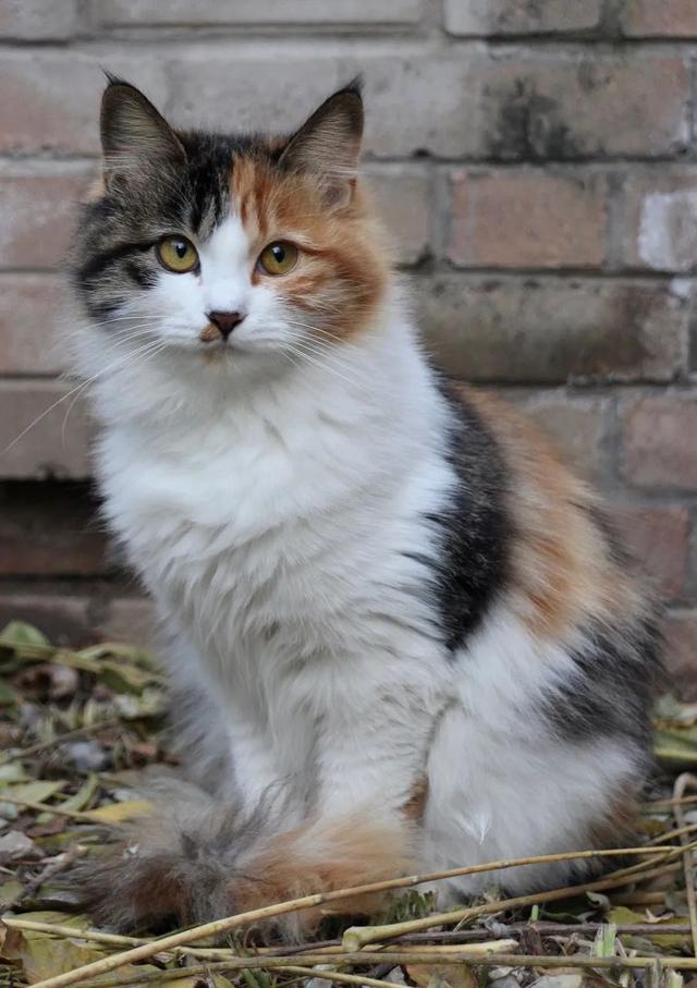 橘猫又胖又憨？这可能都怪橘猫里公猫更多