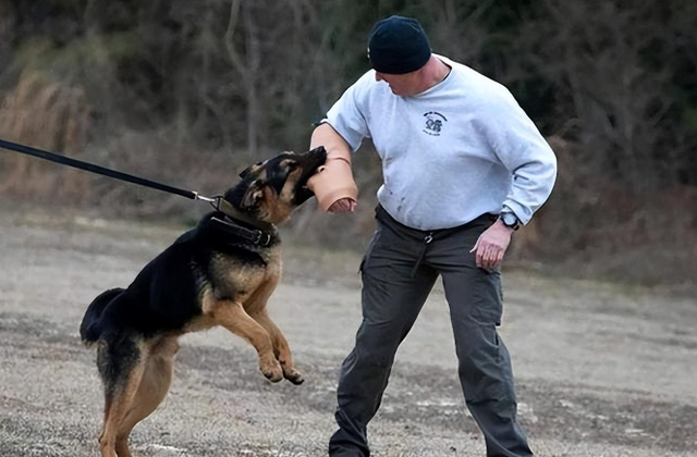1998年美国温顺杂交犬深夜将女主人折磨致死，调查后原因令人心酸