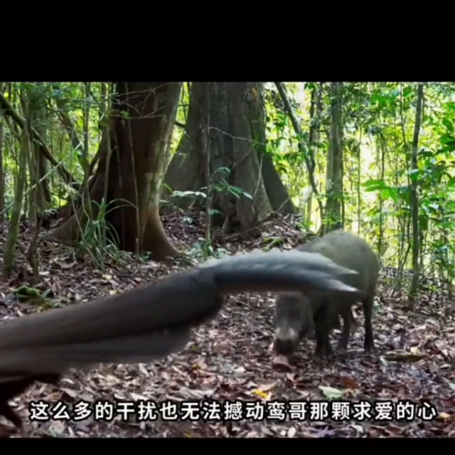 大眼斑雉，又名‘青鸾’，传说中的神鸟，它可是撩妹高手