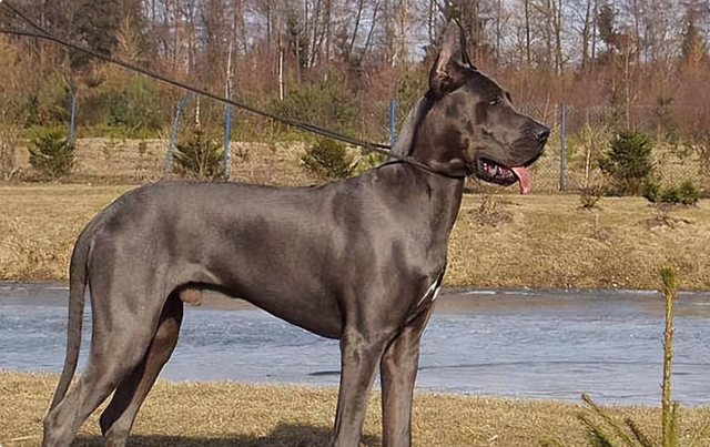 1998年美国温顺杂交犬深夜将女主人折磨致死，调查后原因令人心酸