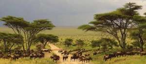 少皇(他进入保护区偷猎犀牛，先被大象踩死，又被狮群吃掉……)