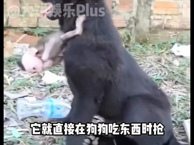 比峨眉山猴子很可怕的动物出现了！膏药候！