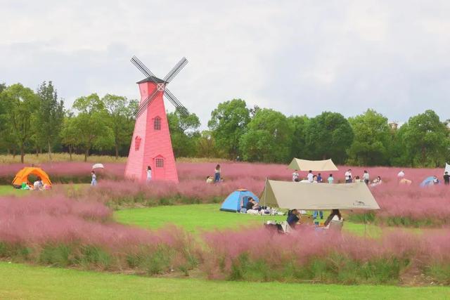 “粉色浪漫”已上线申城！粉黛乱子草这些地方可打卡→