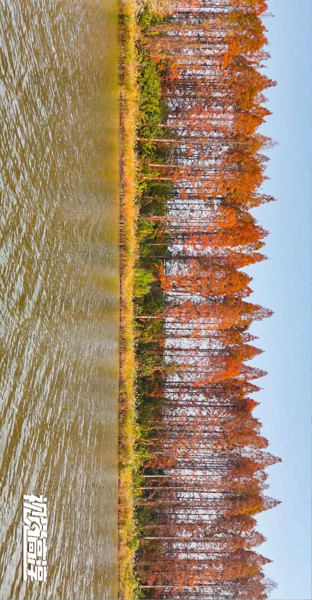 【视觉高淳】杉杉来了~