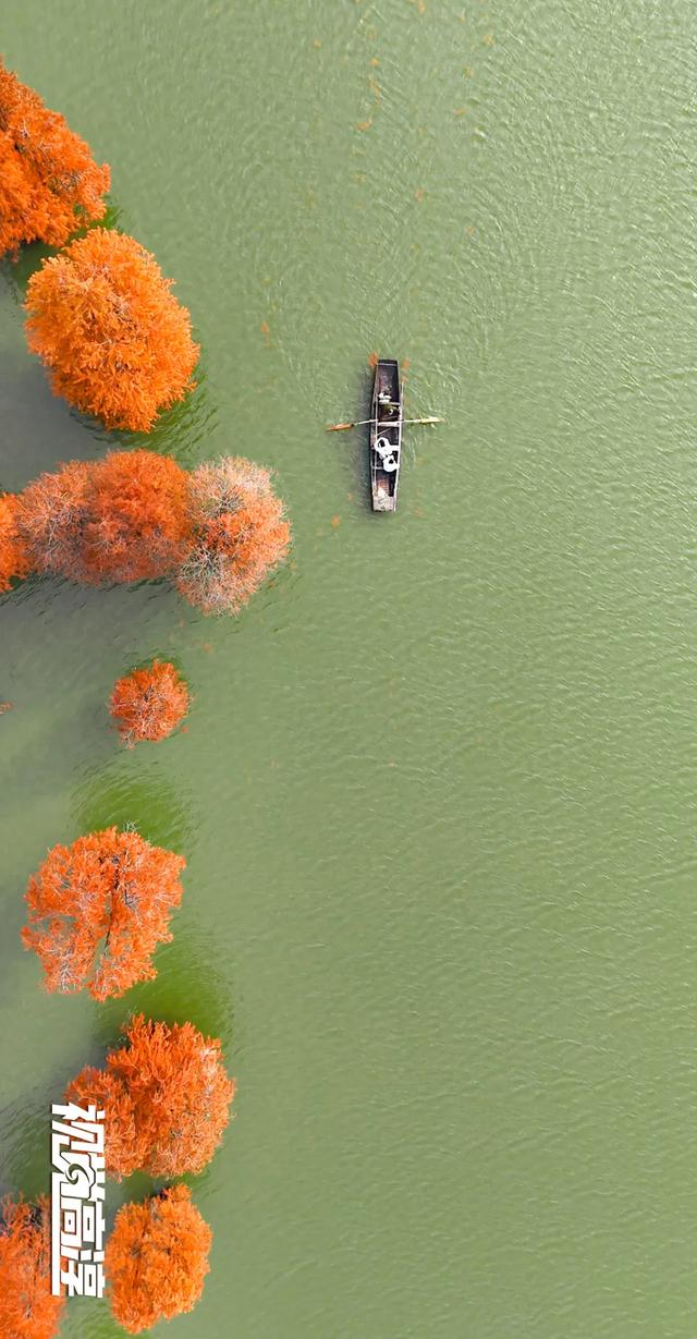 【视觉高淳】杉杉来了~