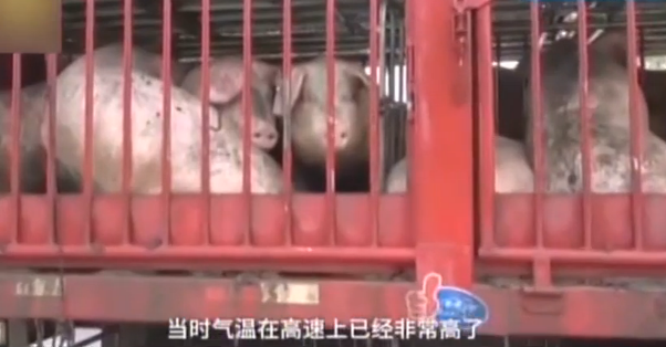 高速路上现“奇闻”！12名消防员给生猪“洗澡”是为何？