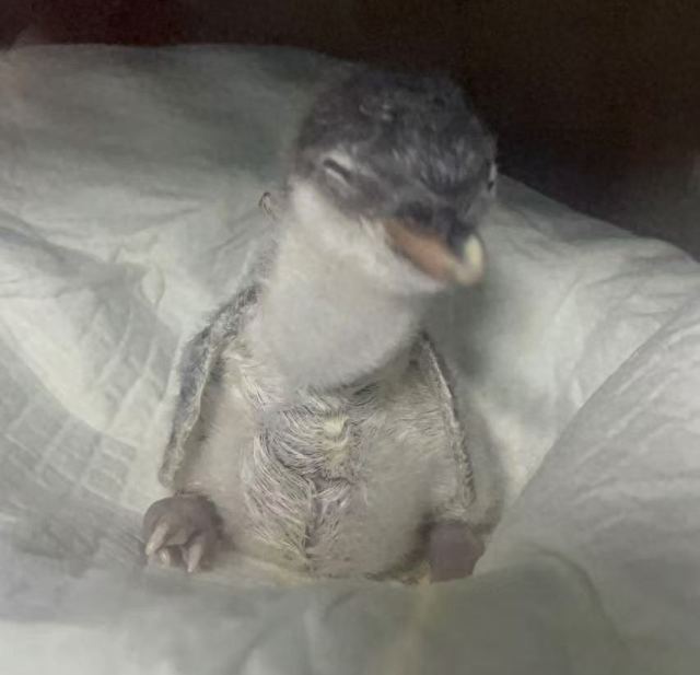 呆萌可爱,首只“温州户籍”的企鹅宝宝已出生