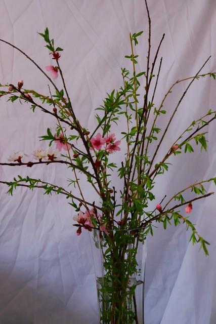 不同生肖如何靠鲜花旺桃花?揭秘十二生肖的桃花宝典!