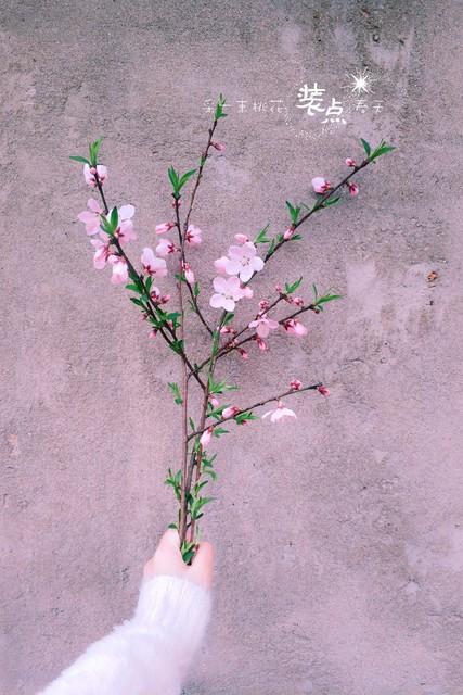 不同生肖如何靠鲜花旺桃花?揭秘十二生肖的桃花宝典!