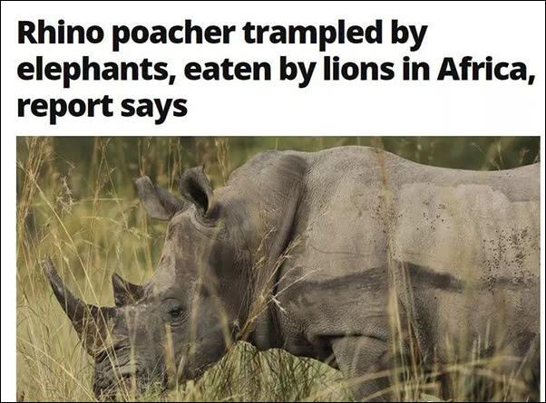 他进入保护区偷猎犀牛，先被大象踩死，又被狮群吃掉……
