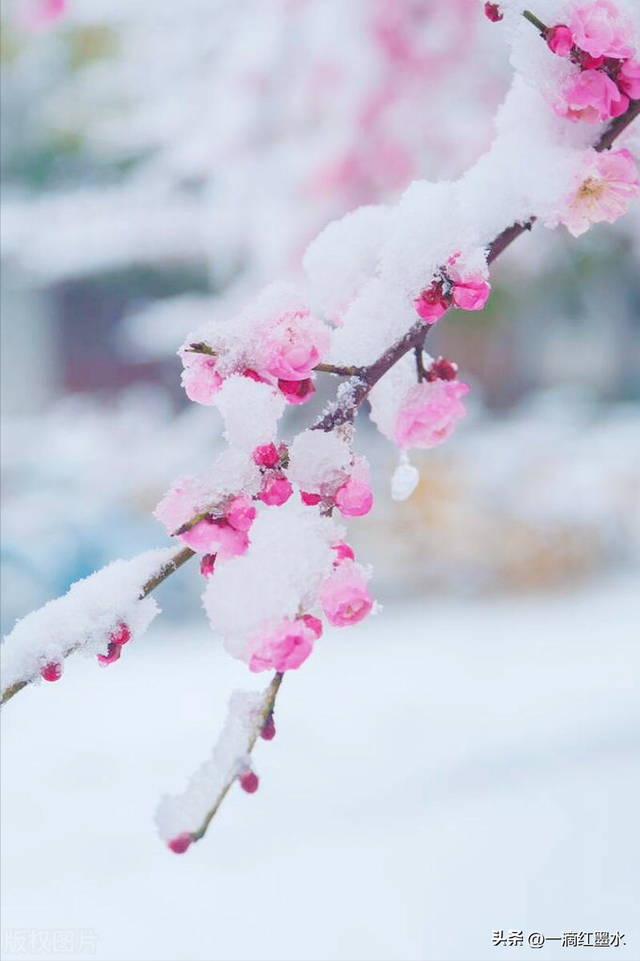血红雪白的恋歌