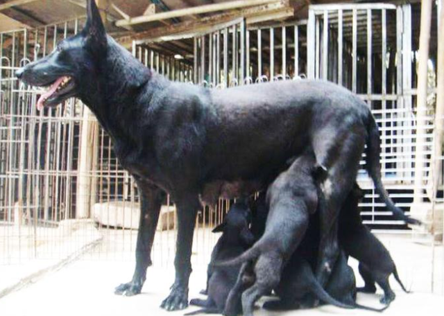 1998年美国温顺杂交犬深夜将女主人折磨致死，调查后原因令人心酸